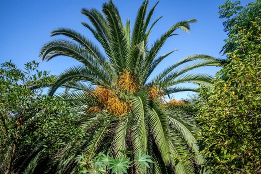 Palm tree in a tropical forest. Exotic landscape background