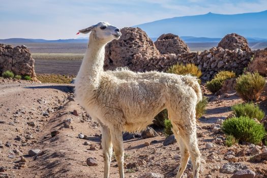 Lamas Lamas herd in Eduardo Avaroa National Park, Bolivia