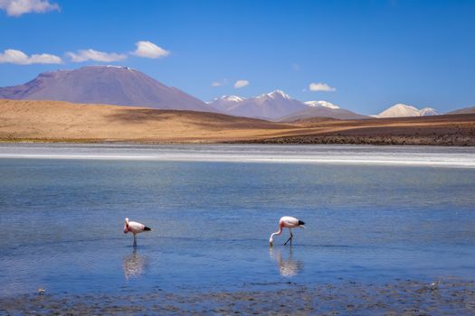 Pink flamingos in altiplano laguna, sud Lipez reserva Eduardo Avaroa, Bolivia