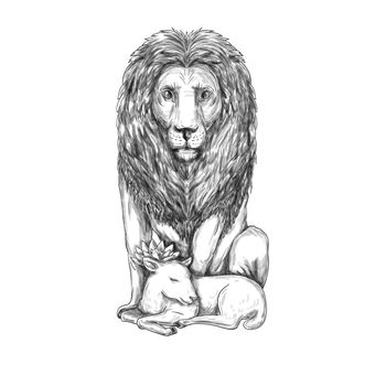 Tattoo style illustration of a lion watching over a sleeping lamb viewed from front set on isolated white background. 