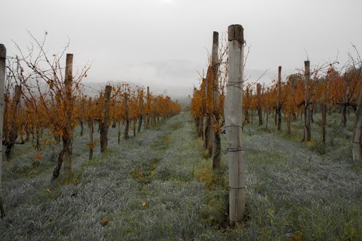 Autumn vineyard in Slovenia