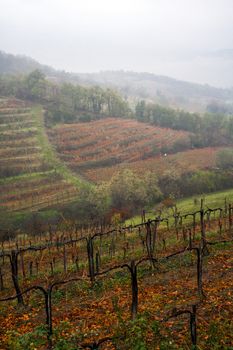 Autumn mist in Alpine vineyard