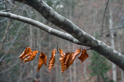 Last autumn leaves on the branch