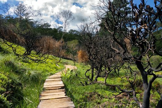 Wooden path in Charles Darwin walk. Blue Mountains national park. Australia