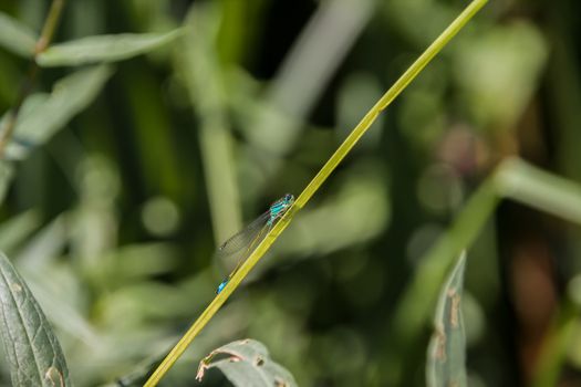 Dragonfly resting on the green grass