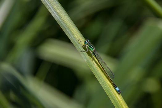 Dragonfly resting on the green grass