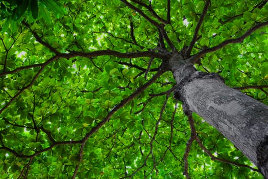 Chestnut tree from below