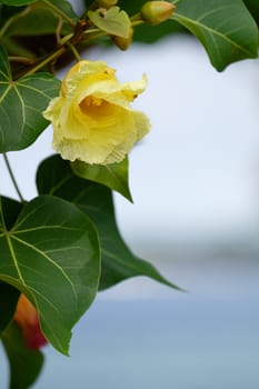 Beautiful  Beach Maho flower with ocean and island in the background