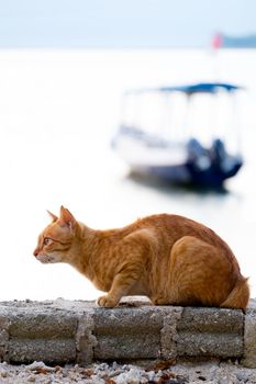 Read cat at the sea with boat in the background in the early morning. taking at Gili Meno