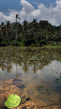 fishes in the tropical pond with the palsm and sky in the background