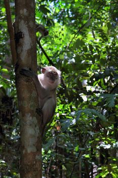 short tailed macaque on the tree