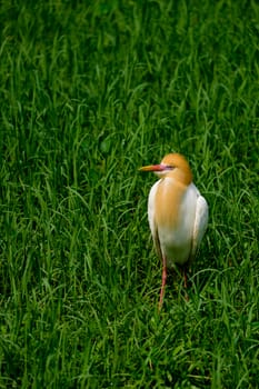 Cattle Egret in green grass