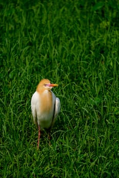 Cattle Egret in green grass