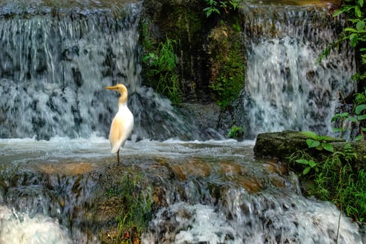 Cattle Egret waterfall