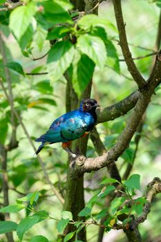 Lamprotornis superbus sitting  on the tree branch