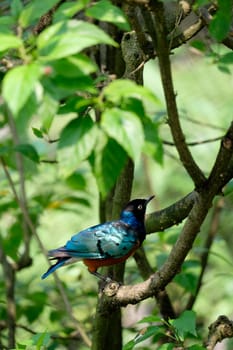 Lamprotornis superbus sitting  on the tree branch