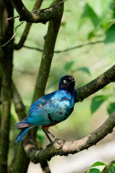 Lamprotornis superbus sitting  on the tree branch