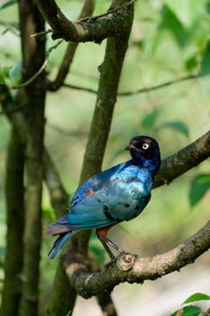 Lamprotornis superbus sitting  on the tree branch