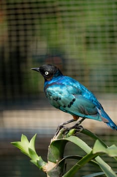 Lamprotornis superbus sitting  on the tree branch