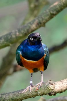 Lamprotornis superbus sitting  on the tree branch