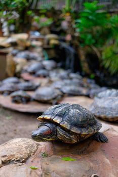 Red-eared Slider turtles