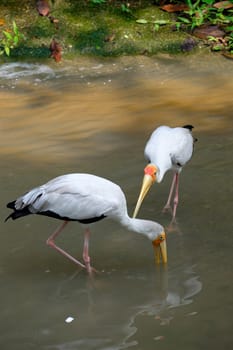 Two yellow billed storks drink water from the river