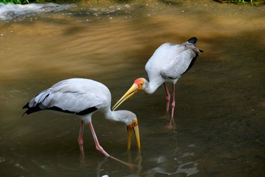 Two yellow billed storks drink water from the river