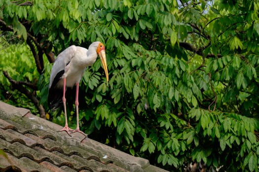 Yellow-billed storke on the roof