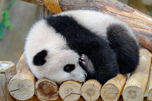 Baby panda hugs his leg