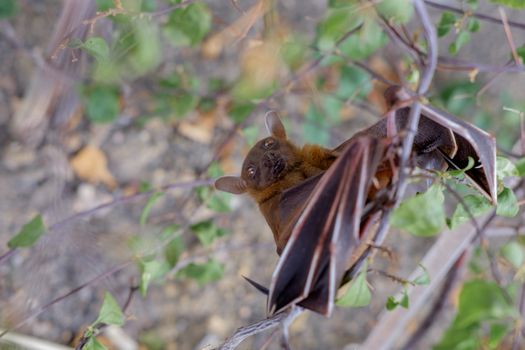 The Lesser short-nosed fruit bat (Cynopterus brachyotis). In the leaves during the daylight