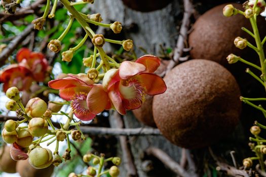 Couroupita guianensis - Cannonball tree flowers