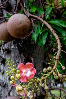 Couroupita guianensis - Cannonball tree flowers