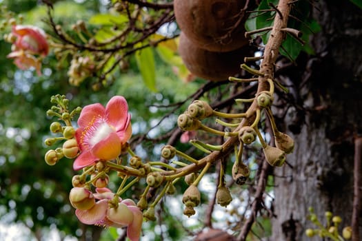 Couroupita guianensis - Cannonball tree flowers