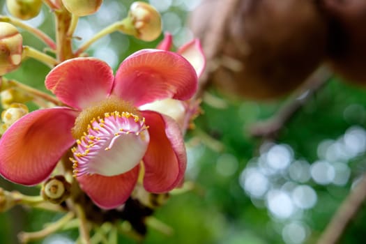 Couroupita guianensis - Cannonball tree flowers