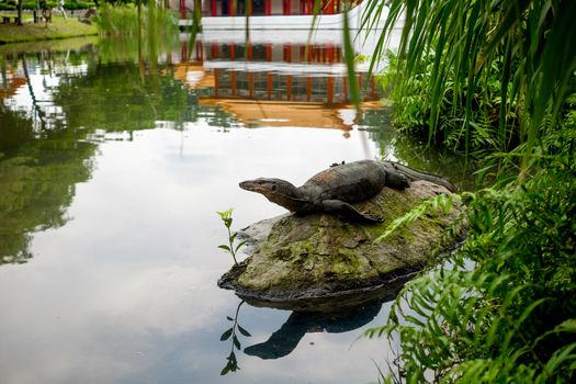 Water monitor lizard (varan) is restin on the stone in the pond in the chinese garden