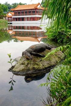 Water monitor lizard (varan) is restin on the stone in the pond in the chinese garden