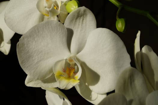 white Orchid flower