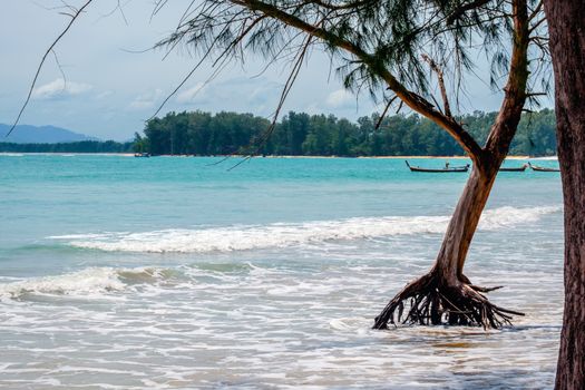 Tree with big roots is flood by the sea tide waves. Thai lontail boats in the background.