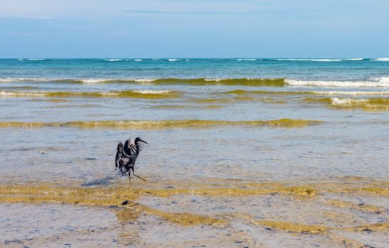 Black heron spreads wings in the sea waves. Thailand. Phuket