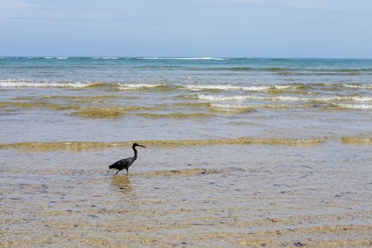 Black heron in the sea waves. Thailand. Phuket