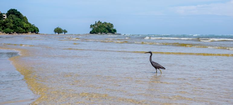 Black heron in the sea waves. nice small green islandl in the background. Thailand. Phuket