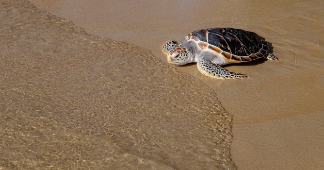 Tortoise is going into the sea on the sand beach