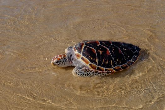 Tortoise is going into the sea on the sand beach