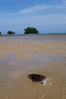 Sea tortoise on the beach near the sea with pretty small island with trees in the background