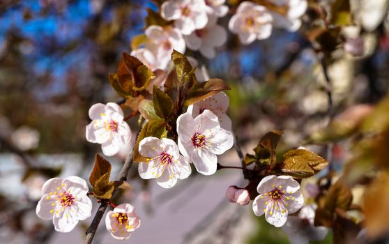 branch with flowers of the tree