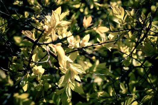 background the plant is a shrub young leaves in the spring