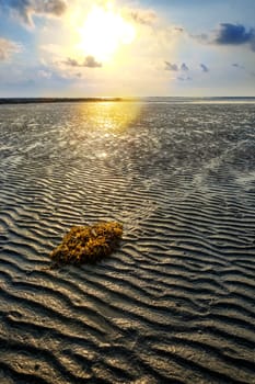 Seaweed in the sand during low tide ocean water and wonderful sunrise