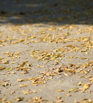 COLOR PHOTO OF SHALLOW DEPTH OF FIELD OF DRY YELLOW LEAVES