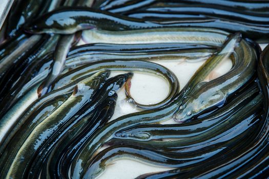 eel fish for sale at French provincial market