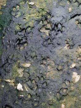 COLOR PHOTO OF DOG TRACKS IN THE MUD